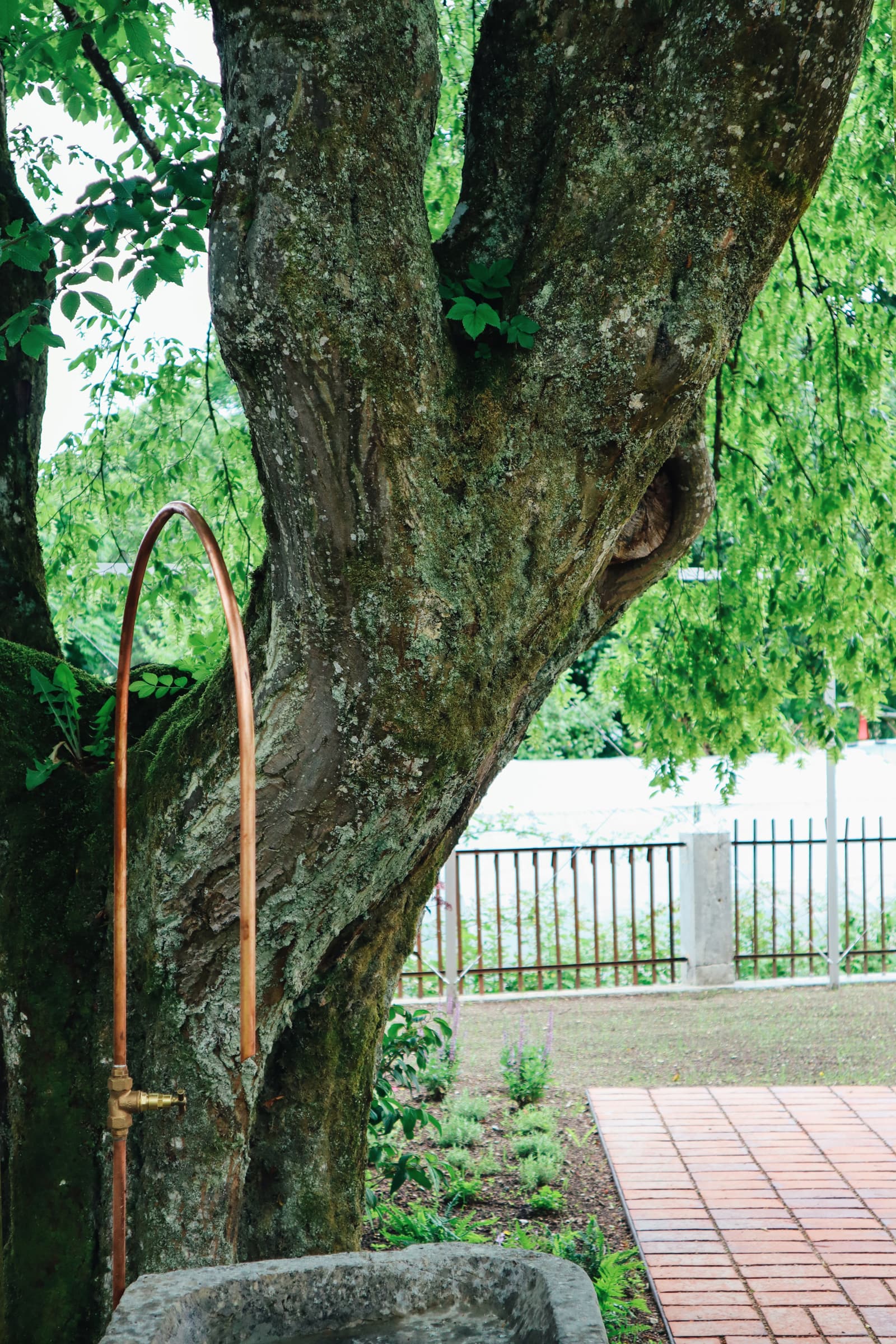 Club Absinthe is a collaboration between Comte/Meuwly and MacIver-Ek Chevroulet